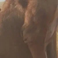 ماده افغان پیدا شده