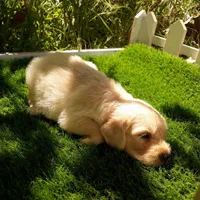 گلدن رتریور اصیل|سگ|رشت, لاکانی|دیوار