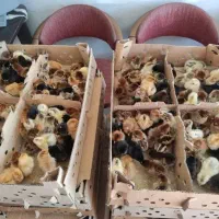 جوجه یک روزه گلپایگانی و گوشتی