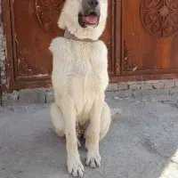 سگ سرابی ماده.فروشی نیست