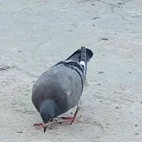 پرنده|پرنده|باوی, |دیوار
