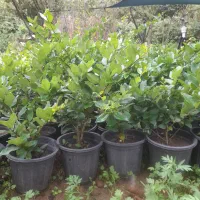 فروش گل یاس