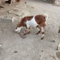 چپشت نسل دوقلوزا فروشی