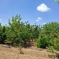 فروش-باغشهری-1200متری