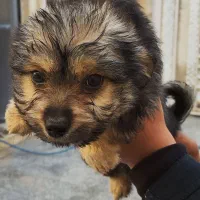 پامر|سگ|زاهدان, |دیوار