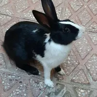 فروش خرگوش دستی