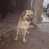 سگ سراب|سگ|رشت, لاکان|دیوار