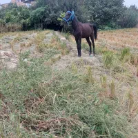 اسب یورقه