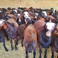 بره نر و ماده