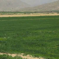 سمپاشی ومحلول پاشی بصورت هوایی مزارع