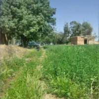 زمین کشاورزی