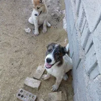 گمشده لطفااگردیدیداطلاع دهید|سگ|قائن, |دیوار