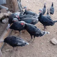 بوقلمون|پرنده|منج, |دیوار