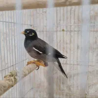 مینا