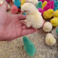 جوجه خروسک