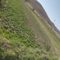 شلغم خوردنی عمده