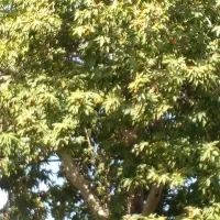 سبزی فروشی و ترشیجات