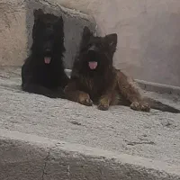 فروش سگ ومرغ وکفتر
