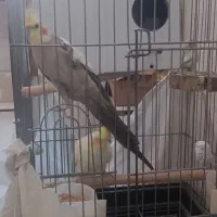 جفت عروس هلندی