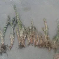 کاکتوس صخره ای|گل و گیاه طبیعی|خوی, |دیوار