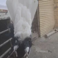 کبوتر ماده دم سفید|پرنده|کرمانشاه, |دیوار