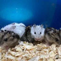 همستر مینیاتوری کمپل|موش و خرگوش|تهران, جنت‌آباد شمالی|دیوار