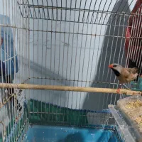 عروس نر آلیبو وفنچ کرواتی|پرنده|بندرعباس, |دیوار