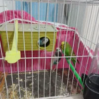 ۳ عدد مرغ عشق دوتاش ماده ویکی نر بفروش میره