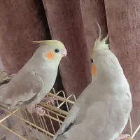 جوجه عروس هلندی آهویی ۵۰روزه