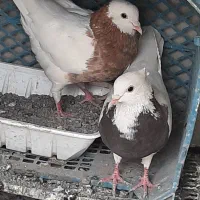 یک جفت کفتر طوقی