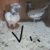 نروماده های کلدار پرشی