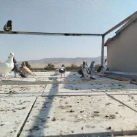 کفتر پلاکی وسرور|پرنده|شیراز, جمهوری|دیوار