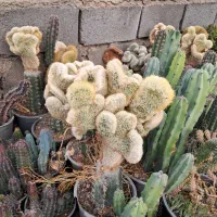 کاکتوس پیوندی اسپستوا دفرمه