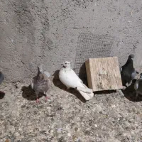 جعفرآباد