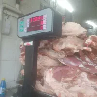 گوشت گوساله و گوسفندی  توجه گوست گوساله ۴۹۰ هزار ت