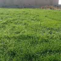 جو سبز برای دامدارن|لوازم جانبی حیوانات|سوسنگرد, |دیوار