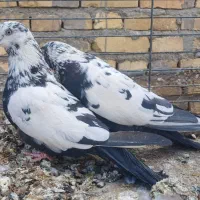 جفت نروماده دم زغالی