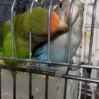 طوطی برزیلی نرآبی رنگ باطوطی ماده هم عوض می کنم
