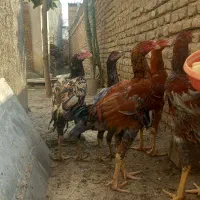 لاری اصل ومرغ محلی