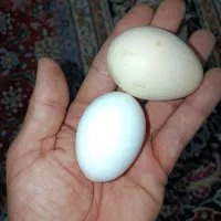 تخم مرغ نطفه دار و خوراکی