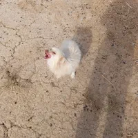 فروش سگخانگی|سگ|ابرکوه, |دیوار