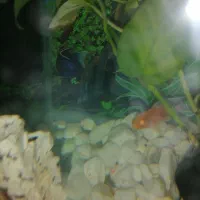 سیچلاید آفریقایی و فایتر|ماهی|مشکین‌دشت, |دیوار