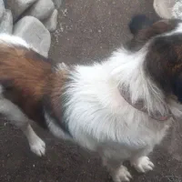 سگ نگهبانی وگوسفندی سرابی