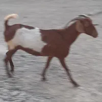 بزخوب و چاق 10000000