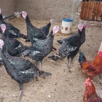 فروش بوقلمون سالم وسرحال