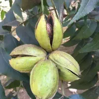 درخت نخل  بزرگ بنه دار نهال نهالستان گردو پکان|خدمات باغبانی و درختکاری|قم, آزادگان|دیوار