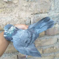 کبوتر پرشی