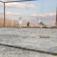 کبوتر  پلاکی