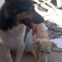 دیروز در محدوده رباط کریم گم شده|حیوانات|تهران, یافت آباد شمالی|دیوار