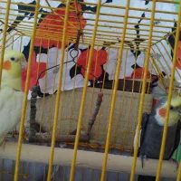 دو عدد عروس هلندی نر و ماده سخنگو با قفس فروش